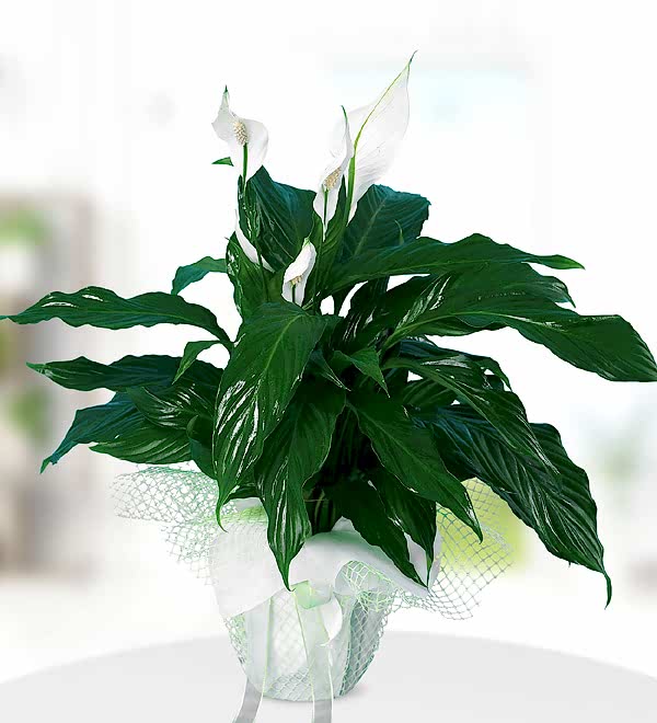 White Spathiphylium in Pot