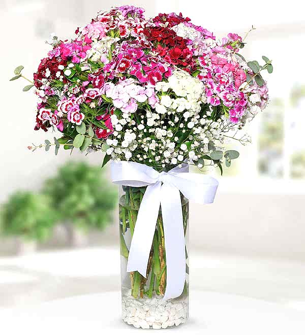 Dianthus Barbatus Flowers in Vase