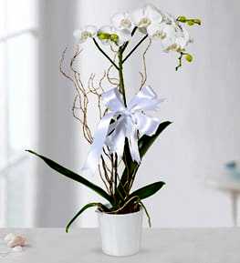 White Phalaenopsis Orchid in Ceramic