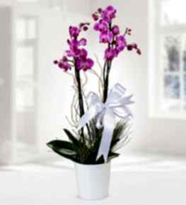 Double Stem Purple Orchid in White Ceramic