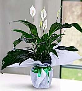 White Peace Lily (Spathiphylium) in Pot