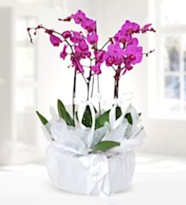 5 Purple Orchid in Metal Pot