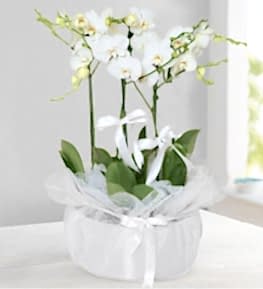 5 White Orchids in Metal Pot