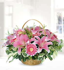 Pink Lilium Gerbera