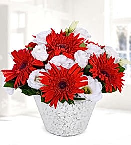 Red Gerbera and Lisianthus