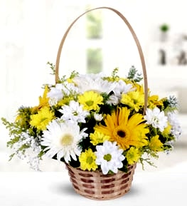 White Gerbera Yellow Chrysanthemums