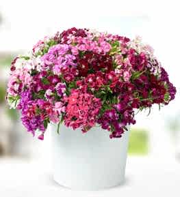 Colorful Sweetwiliams Garden