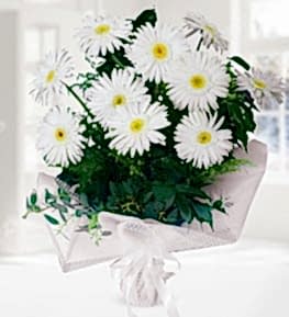 Bouquet of White Gerberas