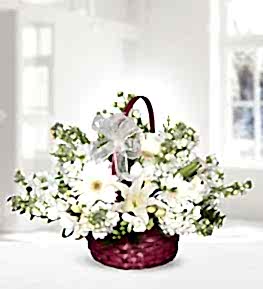 Lilies Gerbera Gillyflower