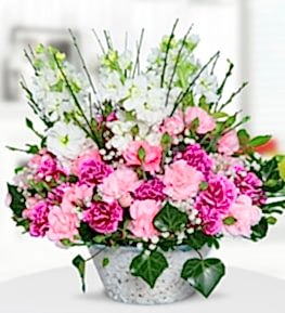 Carnations and Gillyflowers in Vase