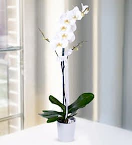 White Orchid in Ceramic