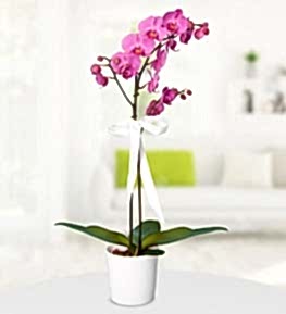 Purple Orchid in Ceramic