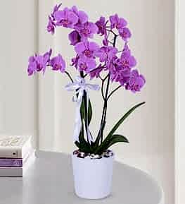 3 Purple Orchids in Pot