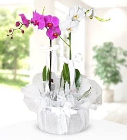 Purple and White Orchids in Pot