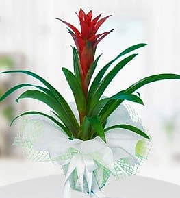 Red Guzmania