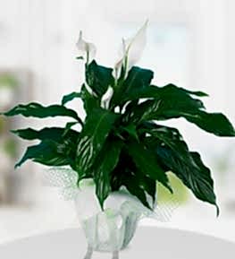 White Spathiphylium in Pot
