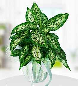 Dieffenbachia