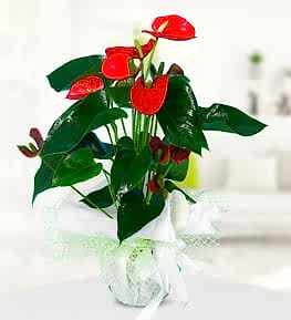 Anthurium Flower
