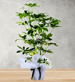 Schefflera