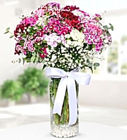 Dianthus Barbatus Flowers in Vase