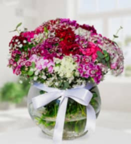 Sweet William Flowers in Aquarium