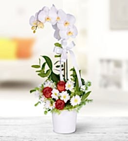 White Orchid and Arrangement