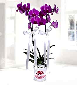 Purple Double Stem Orchid