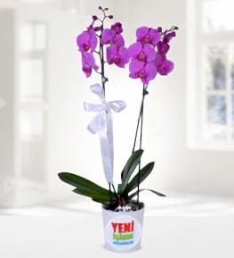 Royal Purple Orchids