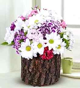 Sweet William and Daisy in Log