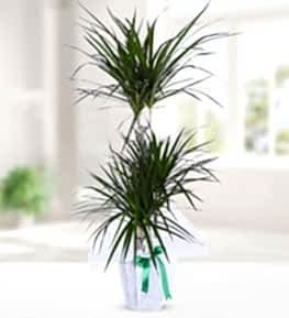 Dracena Marginata with Three Roots