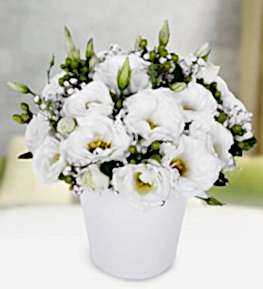Elegance of White Lisianthus
