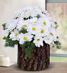 White Daisy in Natural Log