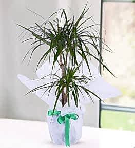 Marginata Dracena with Two Roots