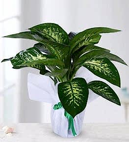 Tropic Snow Diffenbachia Amonea