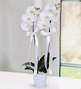 The Beauty of White Orchid