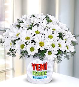 Daisies In A New Business Themed Vase